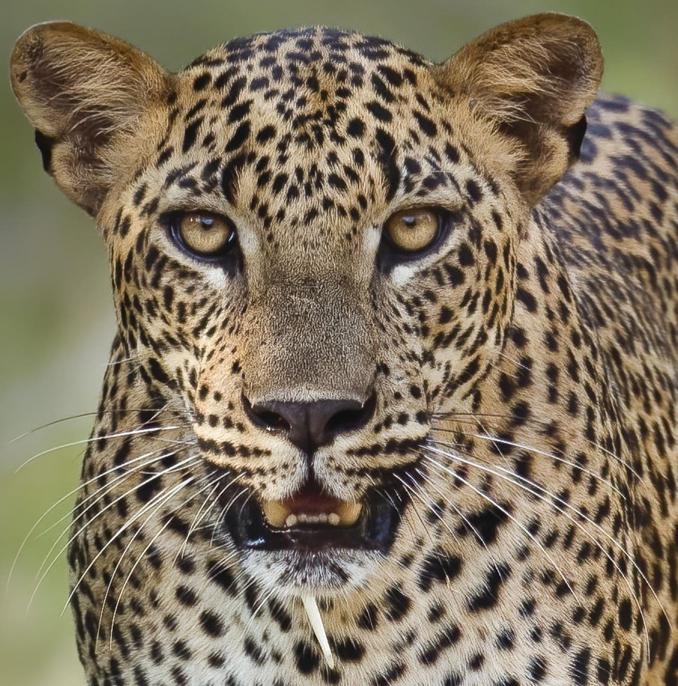Yala Leopard Diary