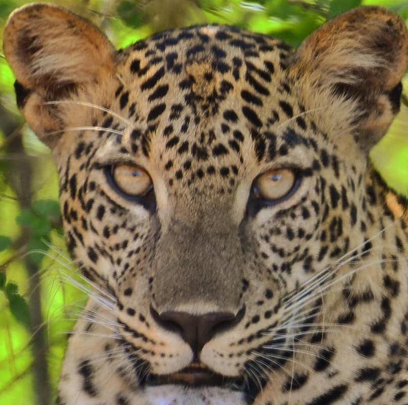 Yala Leopard Diary