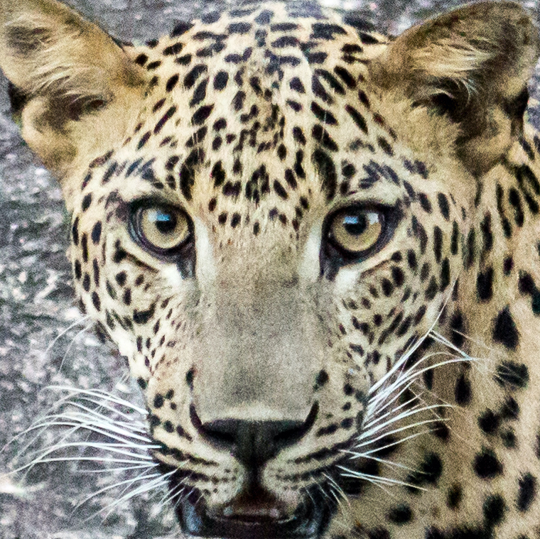 Yala Leopard Diary