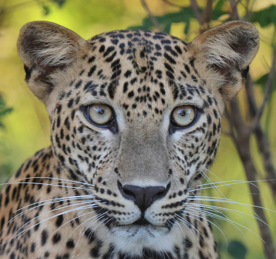 Yala Leopard Diary