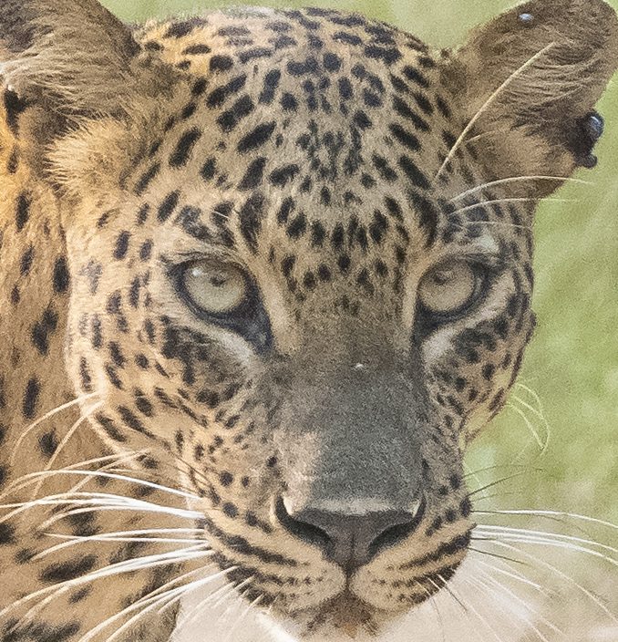 Yala Leopard Diary